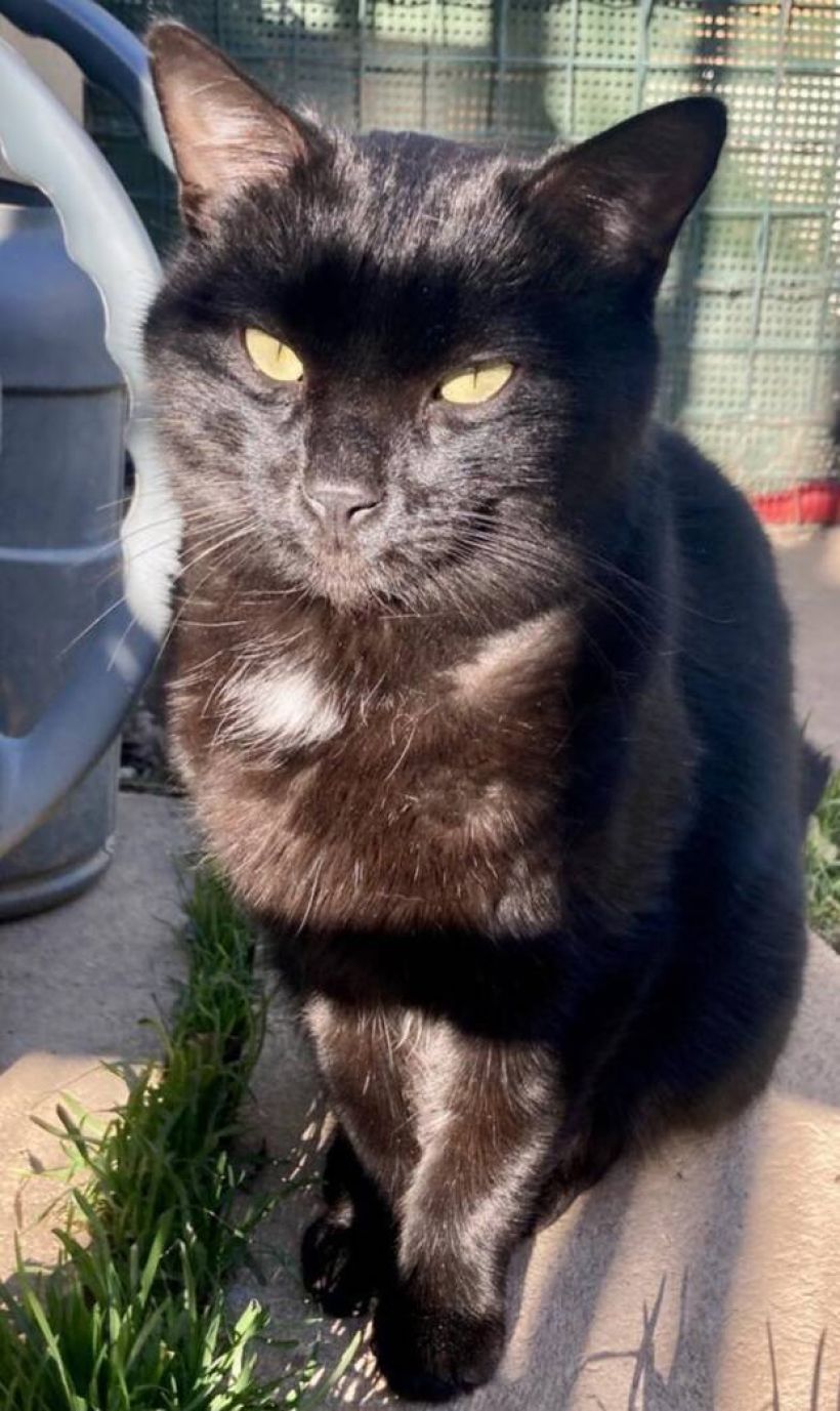 onyx.jpeg -