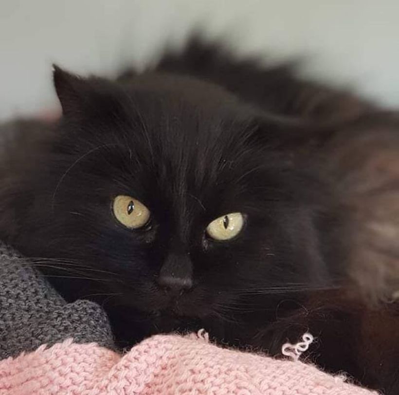 figaro.jpg -