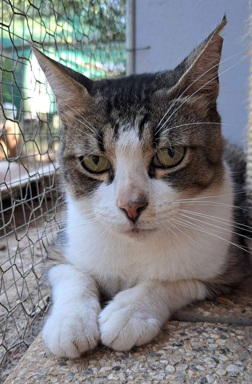 miaou.jpg -