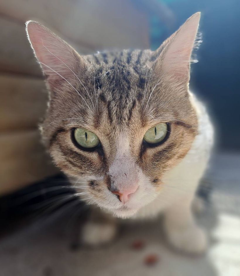 muffin.jpg -